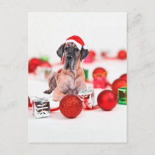 Great Dane Christmas Holiday Postcard