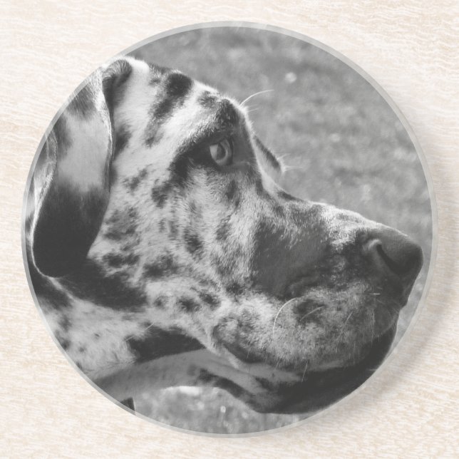 GREAT DANE COASTER (Front)