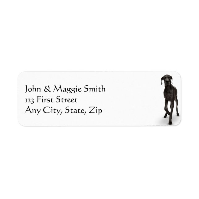 Great Dane  Dog Pet Animal (Front)