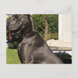 Great Dane Dog Postcard