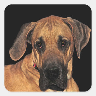 Great Dane Dog Stickers