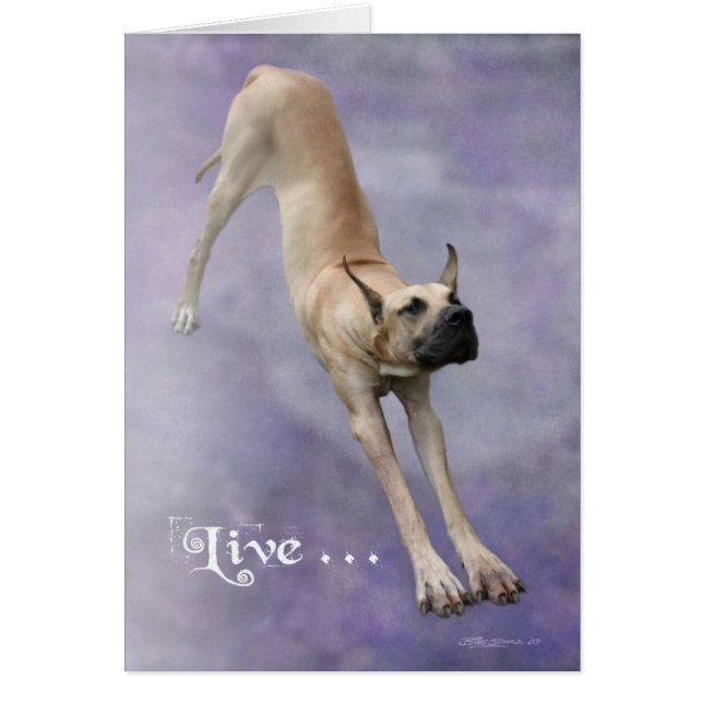 Great Dane 'Duke' (Front)