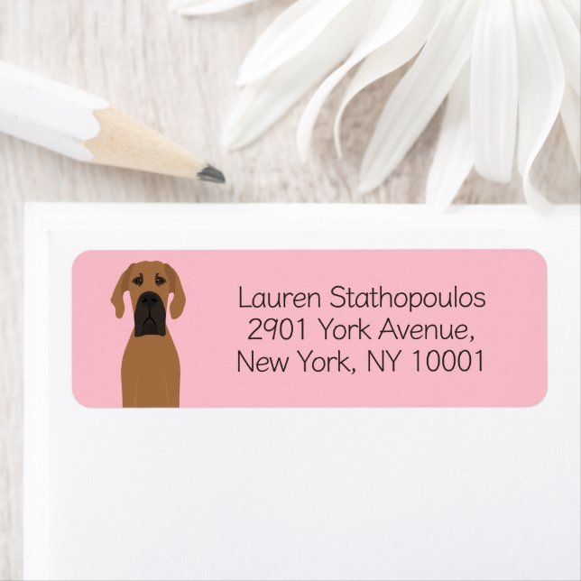 Great Dane Fawn Dog (Insitu)