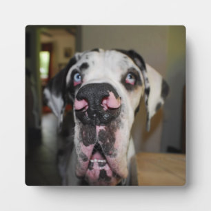Great Dane Foto Plaque