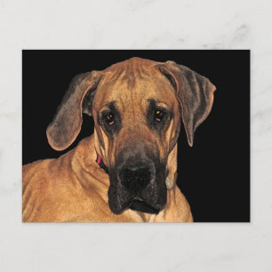 Great Dane Gentle Giant Postcard