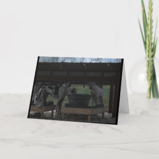 Great Dane Halloween Card