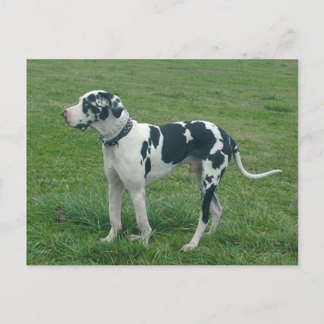 Great Dane Harlequin "Cash" Postcard (Front)