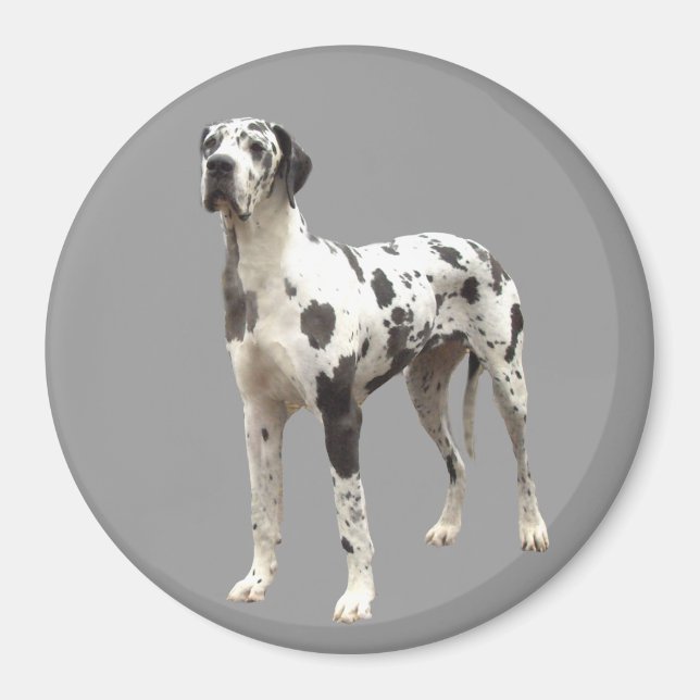 Great Dane Harlequin Magnet (Front)