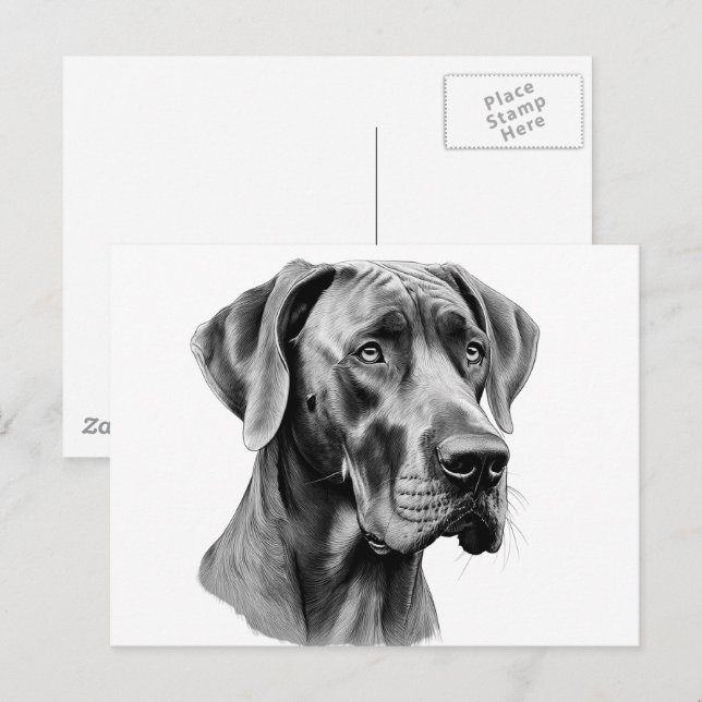Great Dane Head drawing Postcard (Front/Back)