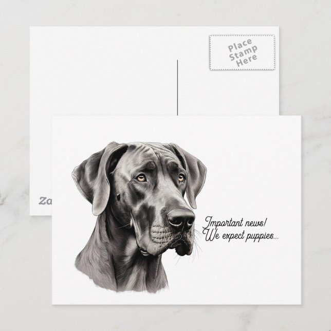 Great Dane Head drawing Postcard (Front/Back)