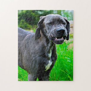 Great Dane. Jigsaw Puzzle