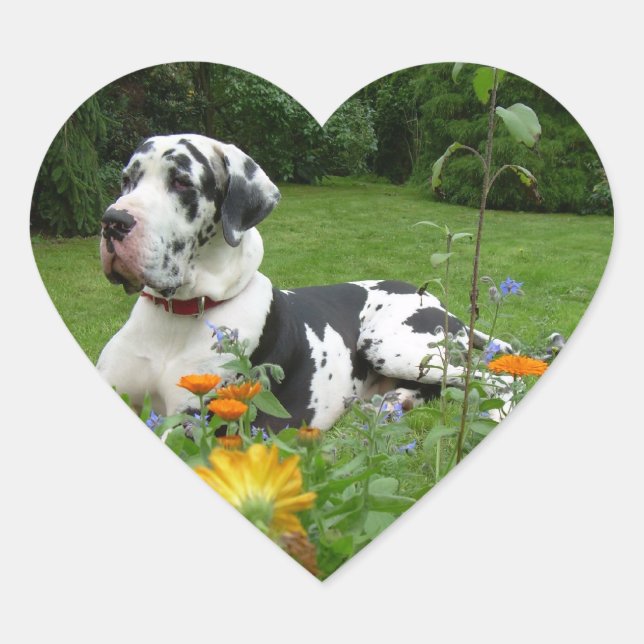Great Dane lovely photography Heart Sticker (Front)
