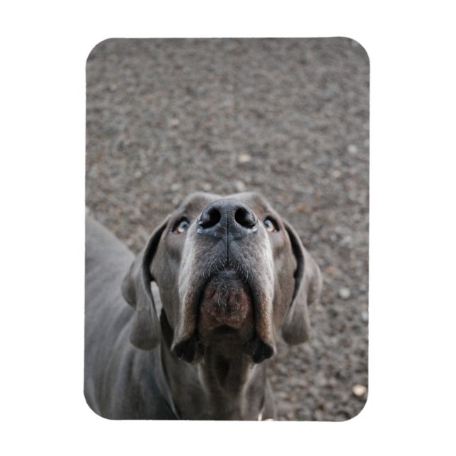Great Dane magnet (Vertical)