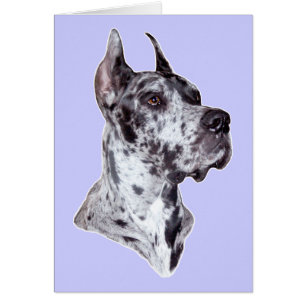 Great Dane Merle Cropped