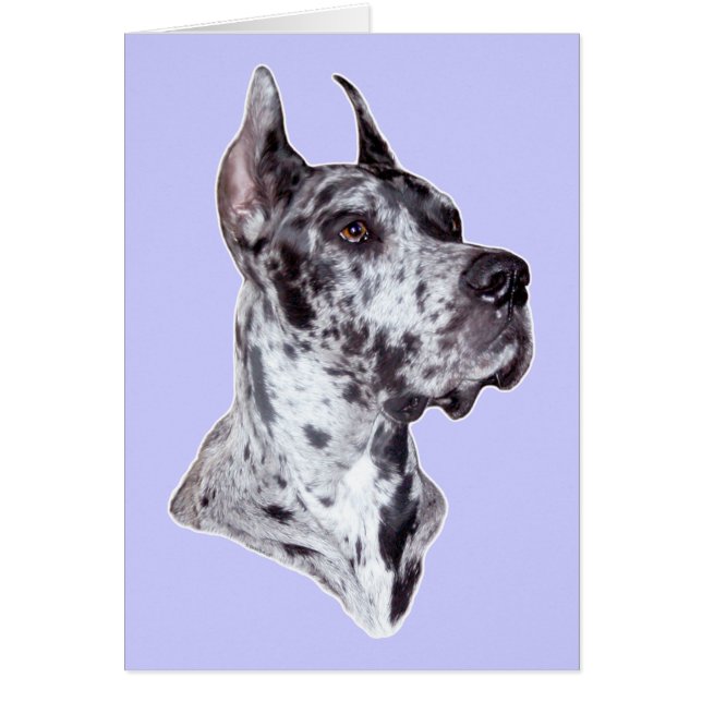 Great Dane Merle Cropped (Front)