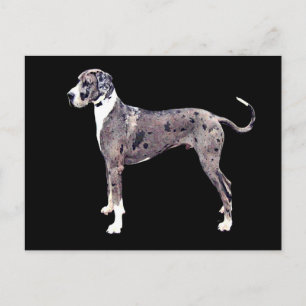 Great Dane Merle 'Heffner' Postcard