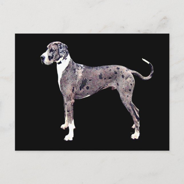 Great Dane Merle 'Heffner' Postcard (Front)