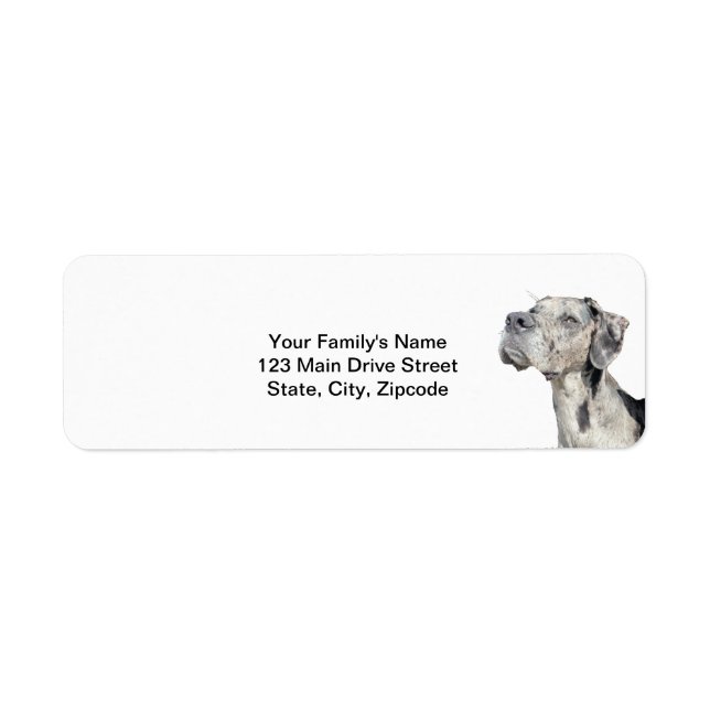Great Dane Merle Return Shipping (Front)