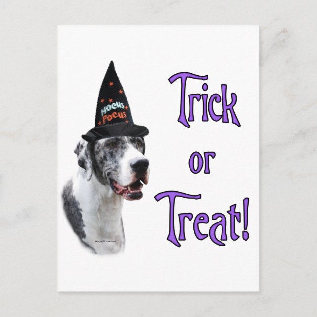 Great Dane (merle) Trick Postcard (Front)