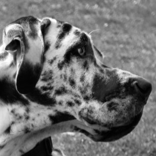 GREAT DANE MOUSE MAT