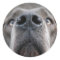Great Dane Nose 