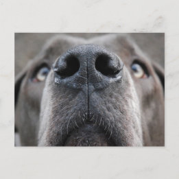 Great Dane Nose Postcard