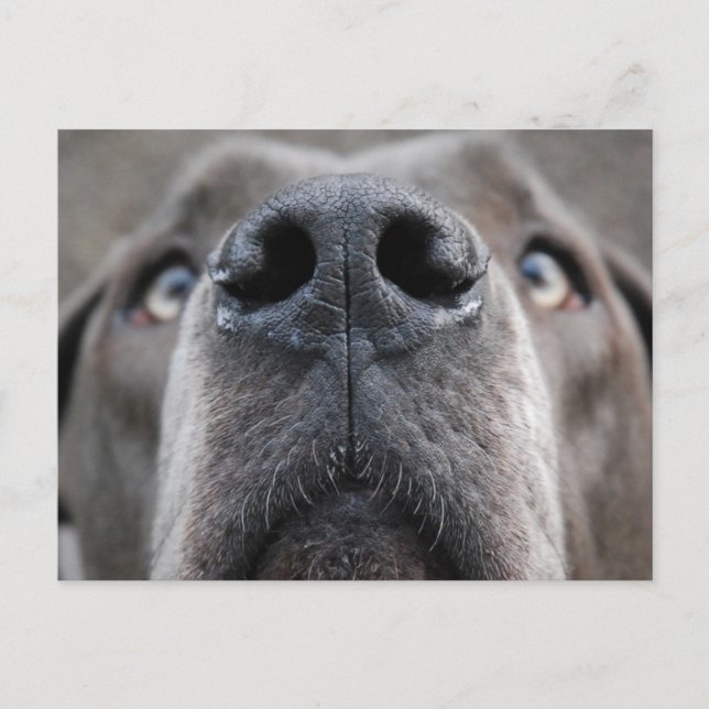 Great Dane Nose Postcard (Front)