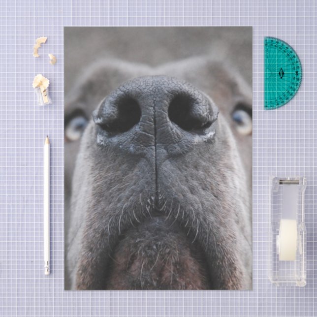Great Dane Nose  Tissue Paper (Craft)
