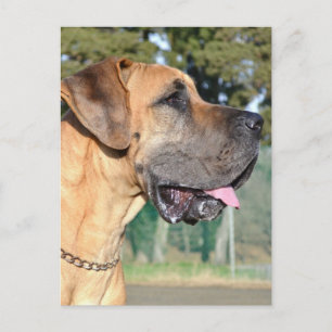 Great Dane Photo Postcard