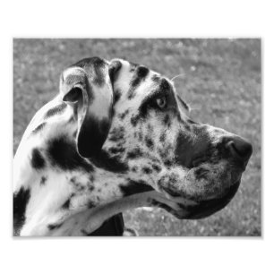 GREAT DANE PHOTO PRINT