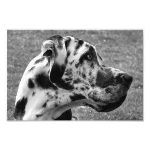 GREAT DANE PHOTO PRINT