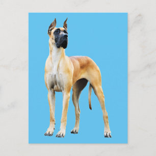 Great Dane Postcard