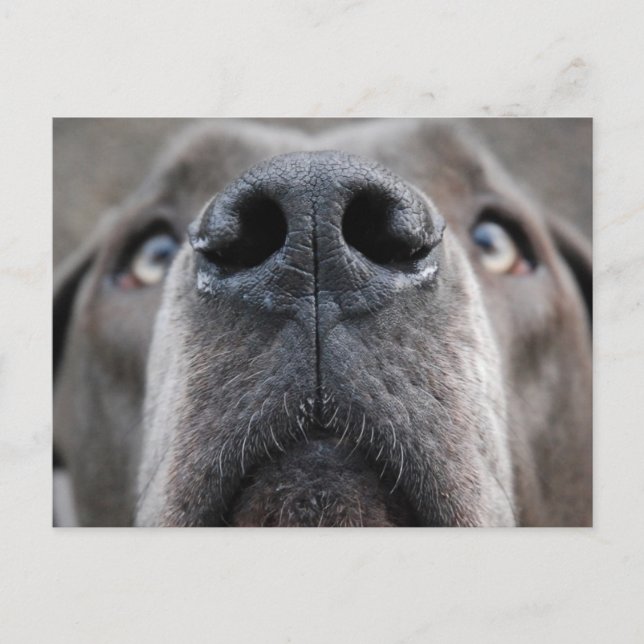 Great Dane  Postcard (Front)