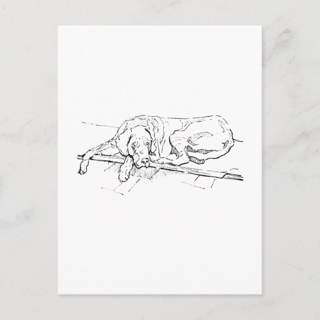 Great Dane Postcard, Ink Dog Illustration Postcard (Front)