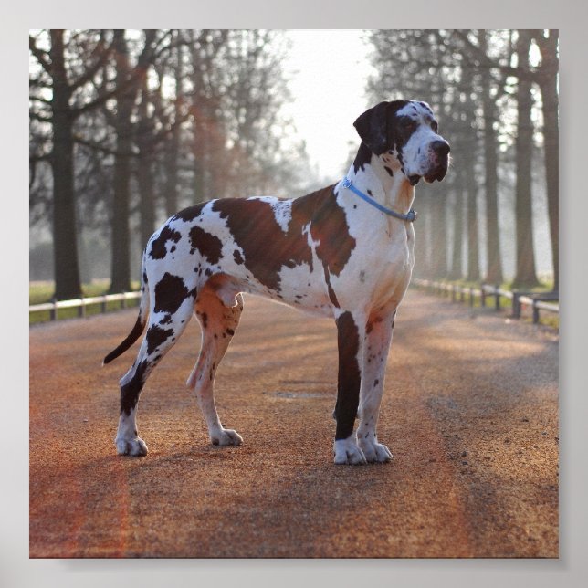 Great Dane Poster (Front)