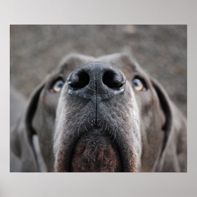 Great Dane Poster "Nose" (Front)