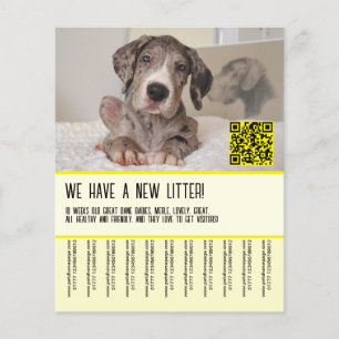 Great Dane Puppies for Sale Flyer