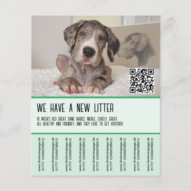Great Dane Puppies for Sale Flyer (Front)