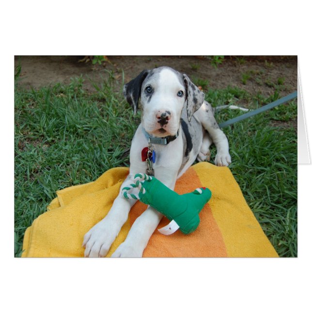Great Dane puppy (Front Horizontal)