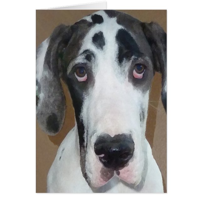 Great Dane Puppy Gunner's Goofy Face (Front)