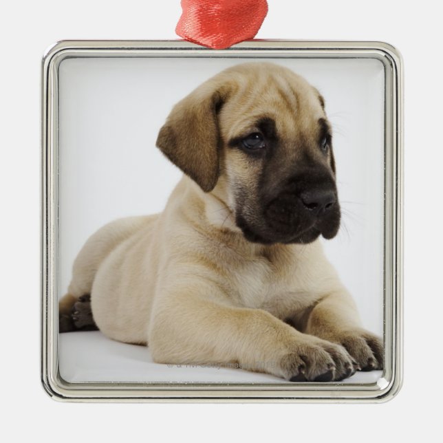 Great Dane puppy Lying in Studio Metal Tree Decoration (Front)