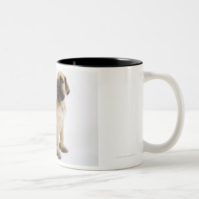 Great Dane Puppy Sitting in Studio Two-Tone Coffee Mug (Right)