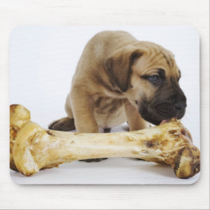 Great Dane puppy with bone in studio Mouse Mat