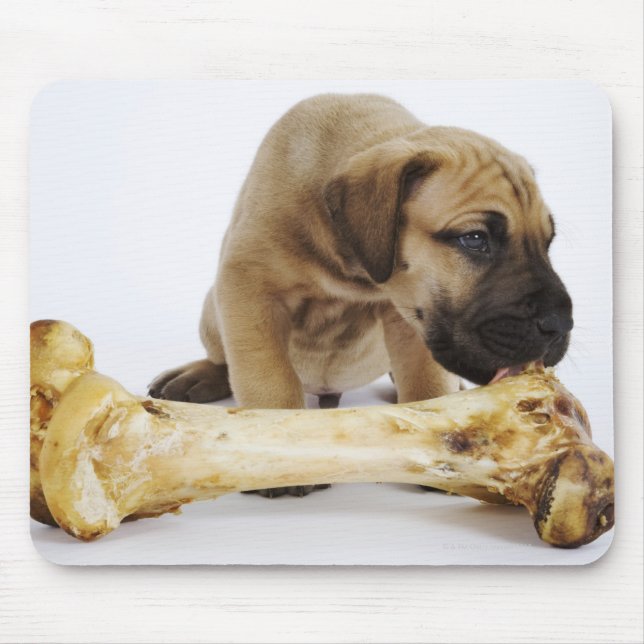 Great Dane puppy with bone in studio Mouse Mat (Front)