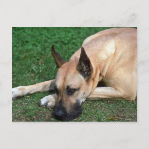 Great Dane resting Postcard
