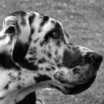 GREAT DANE SILVER PLATED NECKLACE<br><div class="desc">A beautiful black and white design of a Great Dane dog. England UK.</div>