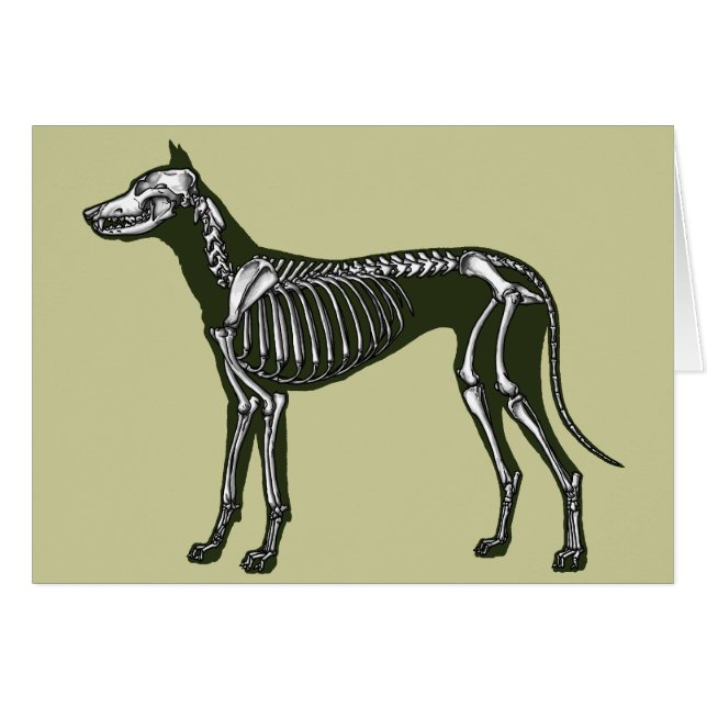 Great Dane skeleton (Front Horizontal)