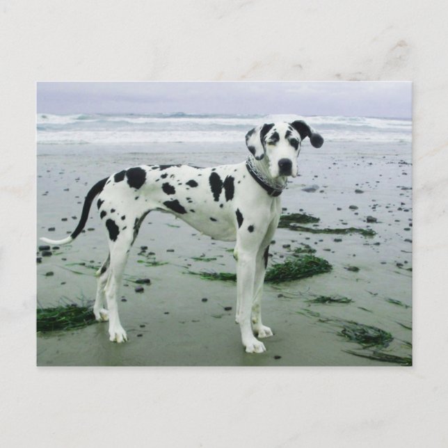 Great Dane Sydney at the Beach Postcard (Front)
