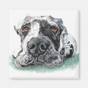 Great Dane Taped Up Merle Magnet