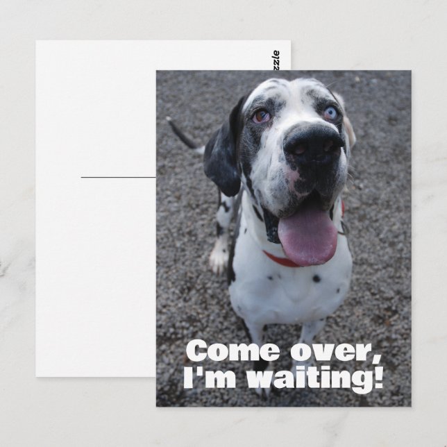 Great Dane waiting for you  Postcard (Front/Back)